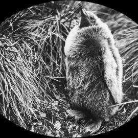 Young king penguin