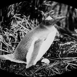 Gentoo penguin with egg