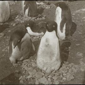 Adelie penguins
