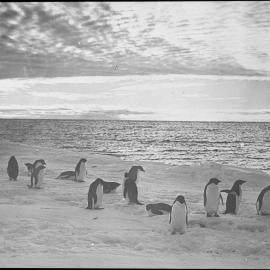 Sky effect (midnight sun), penguins at ice-edge, January 13th 1911