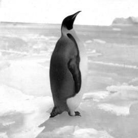 An emperor penguin, April 1st 1911