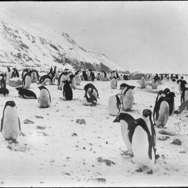 Adelie penguins