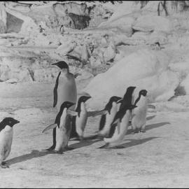 Emperor penguin and Adelie penguins