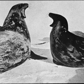 Weddell seals fighting