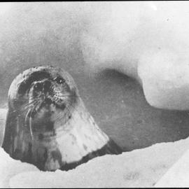 Seal at a breathing hole