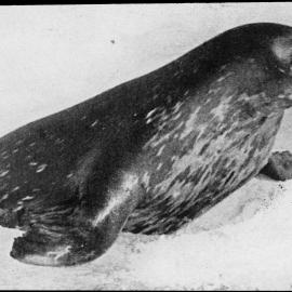 A seal struggling out with its side flippers