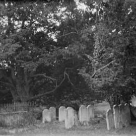 Stokes Poges: Yew Tree