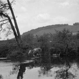 Dorking: Mill Stream