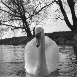 Staines: Swans