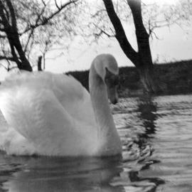 Staines: Swans