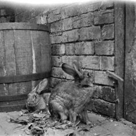 Stafford: Belgian Hares