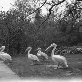 St James Park: Pelicans