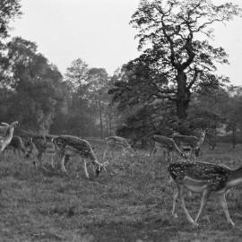 Richmond Park: Deer