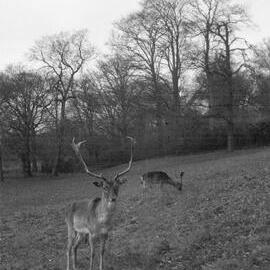 Richmond Park: Deer