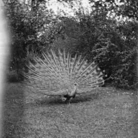 Kew Gardens: Peacock