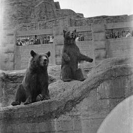 Regent Park Zoo: Bears