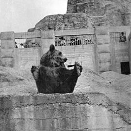 Regent Park Zoo: Bears