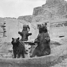 Regent Park Zoo: Bears