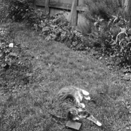 Bocking: Cat 'Tommy'