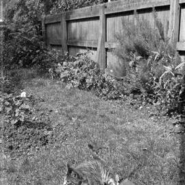 Bocking: Cat 'Tommy'