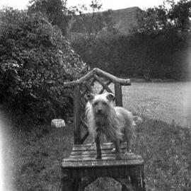 Bocking: Dog 'Nipper'