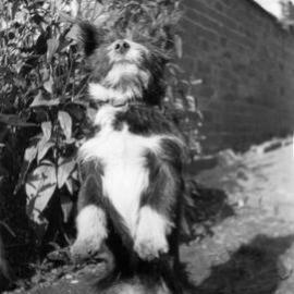 Stafford: Dog