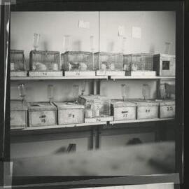Numbered metal cages housing laboratory rats, Melbourne Department of Psychology, 'Tin Hut' laboratory, Tin Alley