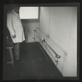 Hooded rat and laboratory equipment, University of Melbourne Department of Psychology, 'Tin Hut' laboratory, Tin Alley