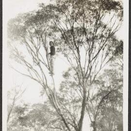 [Photograph: Mildura Campus: Eucalyptus Gracilis]