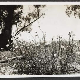 [Photograph: Mildura Campus: Myriocephalus Stuartii]