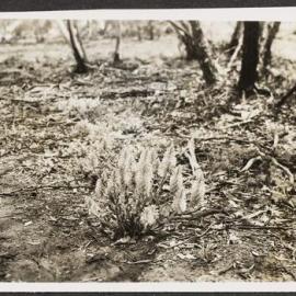 [Photograph: Mildura Campus: Trichinium exaltatum]