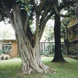 System Garden, University of Melbourne, May 1986.