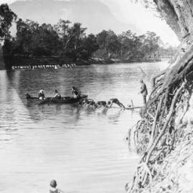 A swimming event on the Murray River at Yarrawonga.