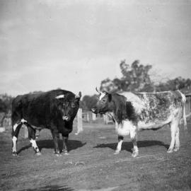 Two bulls in a yard at an unknown location.