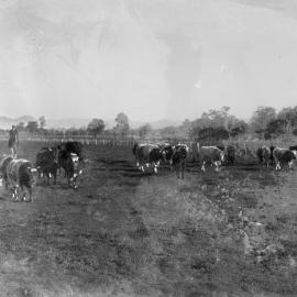 Cattle in paddocks near Benalla.