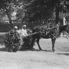 A primitive jinker being pulled by a pony.   Both are decorated with vegetation.