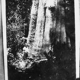 The butt of a large tree in a forest.