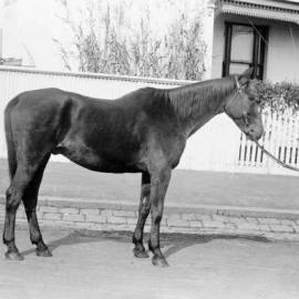 A horse in a residential street.