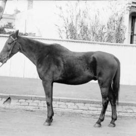 A horse in a residential street.