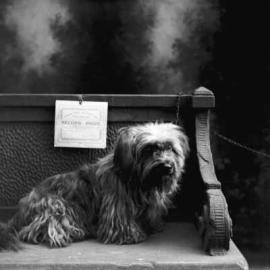 A terrier dog on a bench in a photographic studio.