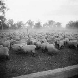 A flock of Dorset sheep in a paddock.