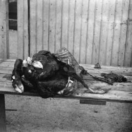 The carcass of a dead calf.