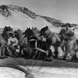 Dog team on Emperor Island