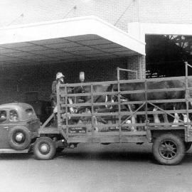 Animal trailer.