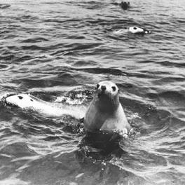 Seals, Little English Island.