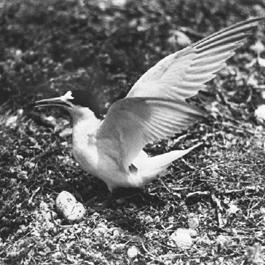 Fairy tern on nest.