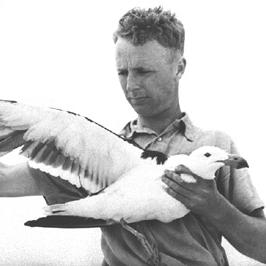 The Pacific Gull.