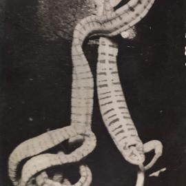 Ribbon Worm