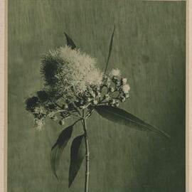 Euc. Angophora Lanceolata