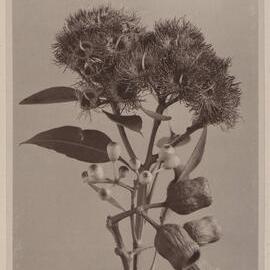 Euc. Calophylla Rosea